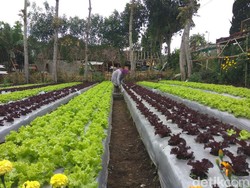 Menengok Agrowisata Lembang Bandung yang Dikelola Para Wanita Single Parent