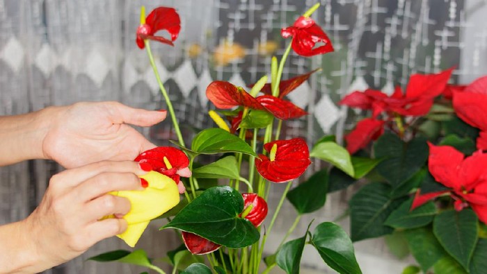 Ilustrasi anthurium