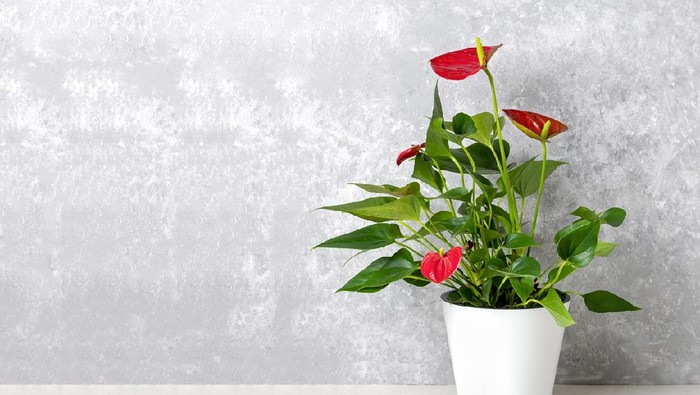 Ilustrasi anthurium