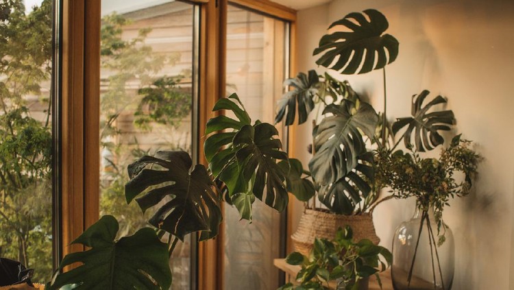 Monstera Cute flower garden at home.