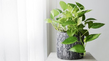 KAKTUS MINI HINGGA EUCALYPTUS