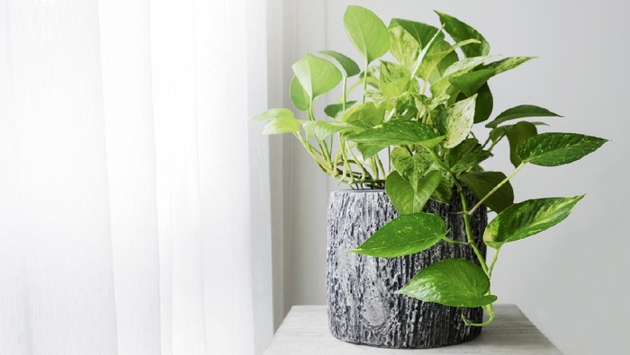 Golden pothos or Epipremnum aureum at window in the bedroom home and garden