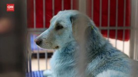 VIDEO: Fenomena Temuan Anjing Bulu Biru Gegerkan Rusia