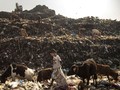FOTO: Kisah Keseharian Bocah Pemulung di India