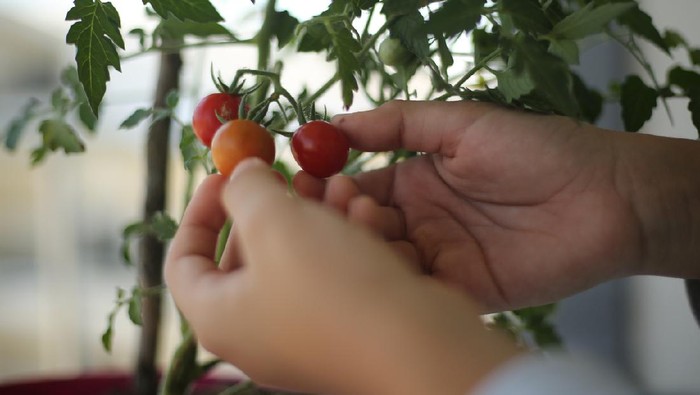 Picking cherry tomatoes