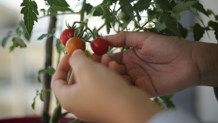 Picking cherry tomatoes