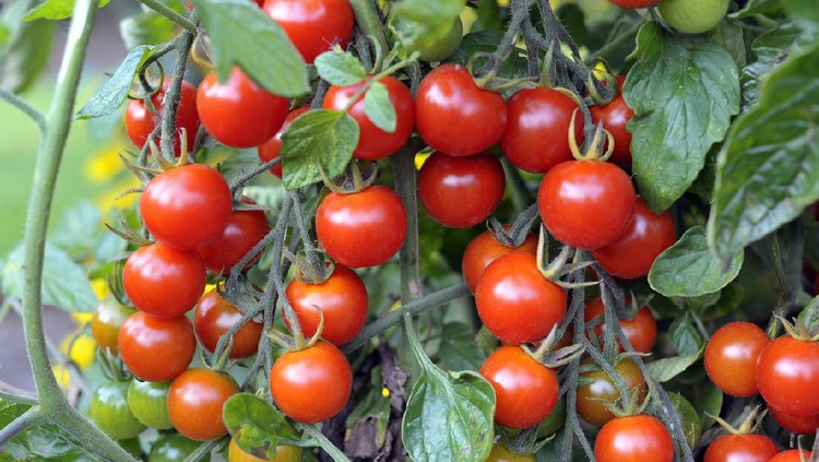 Outdoor grown Cherry tomatoes, F1 Sweet Million, ripening on the vine in a garden.