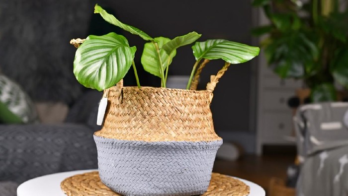 Ilustrasi calathea