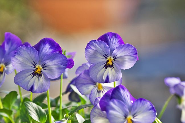 5 Pilihan Tanaman Hias Berbunga Untuk Hias Hunian