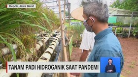 VIDEO: Tanam Padi Hidroganik Saat Pandemi