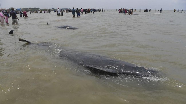 Raden Roro Sekar Mira menikmati hidupnya sebagai pemerhati mamalia laut.