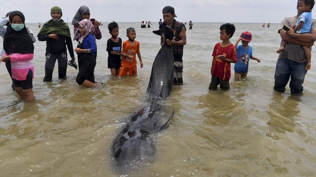 Dua tim medik dari FKH Unair Surabaya diturunkan untuk mengkaji faktor dan penyebab puluhan paus terdampar di Pantai Modung, Kabupaten Bangkalan.