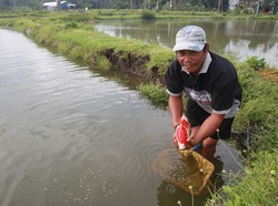 Cari Tahu Alasan Ramainya Budidaya Ikan Koi di Blitar, Oh Ternyata...
