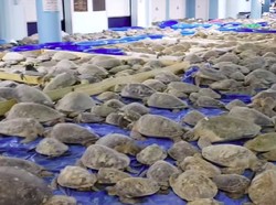 4.000 Penyu yang Pingsan Kedinginan Berhasil Diselamatkan