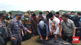 Puluhan Paus Pilot Terdampar di Pantai Madura