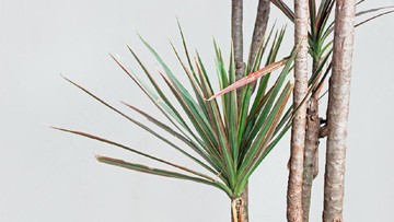 CARA MERAWAT TANAMAN HIAS IRON TREE