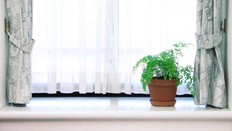 TANAMAN HIAS PURING HINGGA STRING OF PEARLS