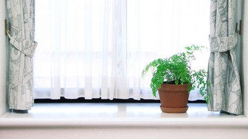 TANAMAN HIAS PURING HINGGA STRING OF PEARLS