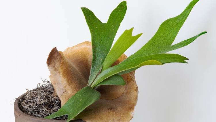 Young Staghorn Fern with brown, sterile shield growing in pot. Spores are starting to grow on fronds.
