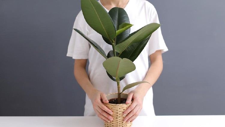 Tanaman Karet Kebo young woman in white t-shirt holds in her hands a wicker pot with a ficus flower. cropped photo. Decorative home plant. Casual lifestyle series in modern scandinavian interior