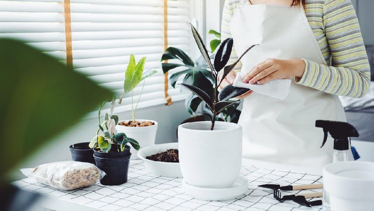 Tanaman Karet Kebo Asian Woman caring for Cleaning leaves in the morning at home houseplant care concept