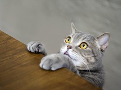 Dibajak Kucing, Pesawat Terpaksa Mendarat Darurat