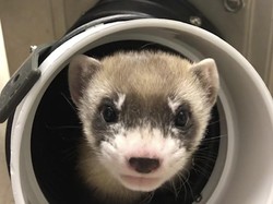 Ilmuwan AS Sukses Kloning Musang Spesies Langka