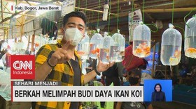 VIDEO: Berkah Melimpah Budi Daya Ikan KOI