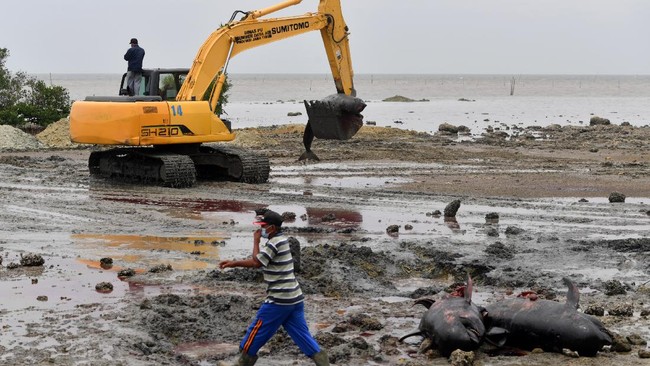 Dua unit eskavator dikerahkan untuk memakamkan 47 paus pilot yang mati usai terdampar di Pantai Modung, Bangkalan, Madura.