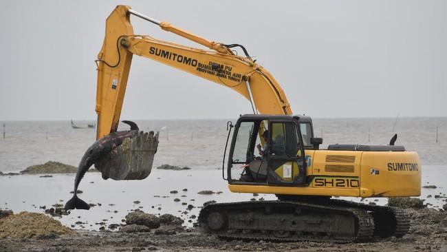 Lebih dari 50 paus pilot ditemukan terdampar mati di Pantai Modung, Bangkalan, Jawa Timur. Puluhan paus itu pun kemudian dikubur.