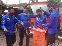 Damkar Trenggalek Evakuasi Dua Ular Kobra di Puskesmas