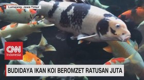 VIDEO: Budidaya Ikan Koi Beromzet Ratusan Juta