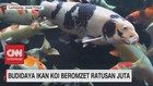 VIDEO: Budidaya Ikan Koi Beromzet Ratusan Juta