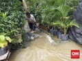 Ikan di Tambak Luber, Warga Pejaten Mancing Lele Saat Banjir