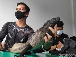 Melihat Kontes Reptil di Maros, Harganya Ada yang Rp 80 Juta!