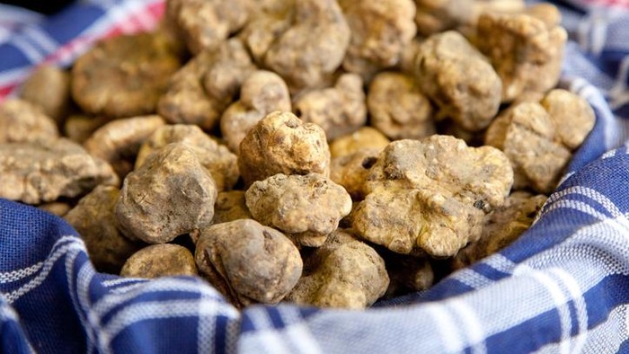 Prancis Berhasil Budidayakan Jamur White Truffle yang Berharga Fantastis