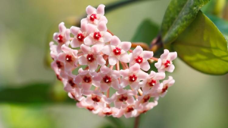 Hoya carnosa  (Hoya, Wax Plant) Lovely cute flower