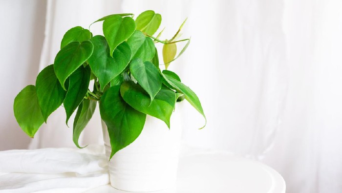 house plant heart leaf Philodendron vine in white pot