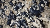 FOTO: Tumpahan Minyak di Laut Mediterania Ancam Ekologi Puluhan ton minyak tumpah di laut Mediterania Israel, pekan lalu. Pemerintah setempat akhirnya menutup garis pantai untuk menyelidiki asal muasal minyak.