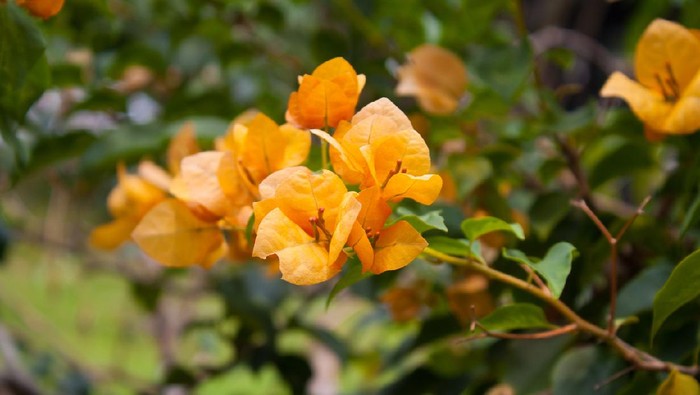 thailand bush with orange flowers with green leaves