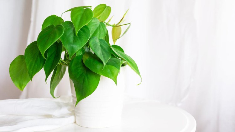 house plant heart leaf Philodendron vine in white pot