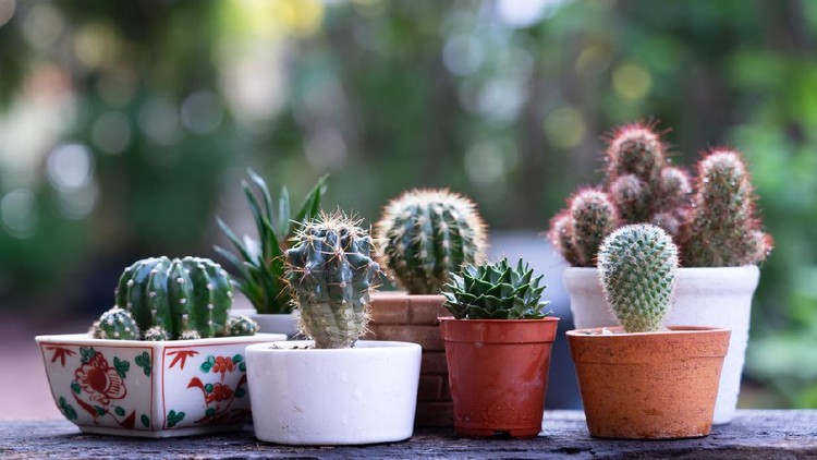 Morning outdoor activity to watering cactus pot plant, copy space