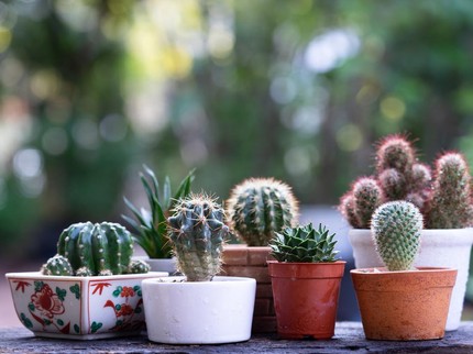 7 Tanaman yang Tidak Boleh Ditanam di Dalam Ruangan Menurut Feng Shui