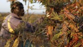 FOTO: Gerombolan Belalang Serang Kenya Kenya sedang menghadapi wabah belalang terburuk dalam beberapa dekade terakhir.