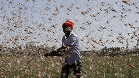 FOTO: Gerombolan Belalang Serang Kenya