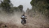 FOTO: Gerombolan Belalang Serang Kenya Kenya sedang menghadapi wabah belalang terburuk dalam beberapa dekade terakhir.