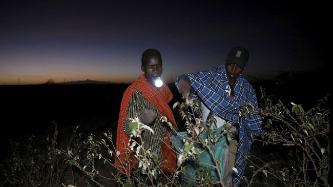 FOTO: Gerombolan Belalang Serang Kenya