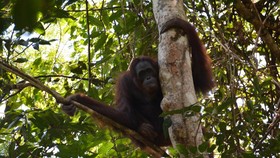 Nestapa Orangutan Tersingkir Tambang di Hutan Kalimantan