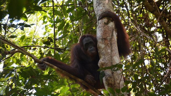 BKSD Kalimantan Timur menyebut lahan di Desa Sepaso Timur, Kecamatan Bengalon, Kabupaten Kutai Timur, sudah tak layak jadi tempat tinggal orangutan.