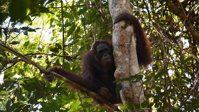 img-title Tertangkap Kamera, Ternyata Masih Ada Orangutan di Cagar Alam Kalteng